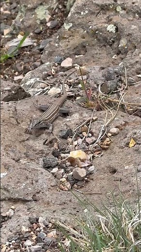 Tiny Grand Canyon Lizard Caught Cruising on a Rock! 🦎🌵 #shorts