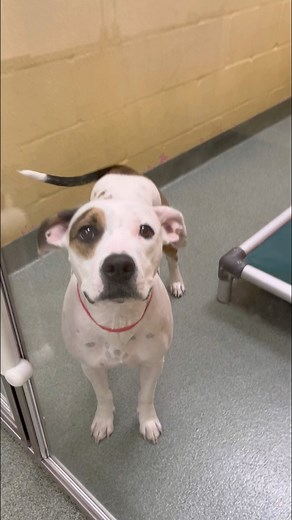 Oh, Mama! ❤️ Sweet Ariel has been with us for more than two months, while all her puppies have already been adopted. 🥺💔 This precious mama needs a loving home so she can live the long and happy life she deserves. Ariel was transferred here from a shelter in Georgia, so we don’t know much about her past. What we do know is that she is a total sweetheart! She is loving, enjoys walking, has a calm demeanor, and is friendly with all kids, people, and pups! She even thinks she’s a lap dog and will 
