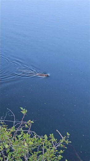 A Busy BEAVER Swims As Fast As It Can Across The River