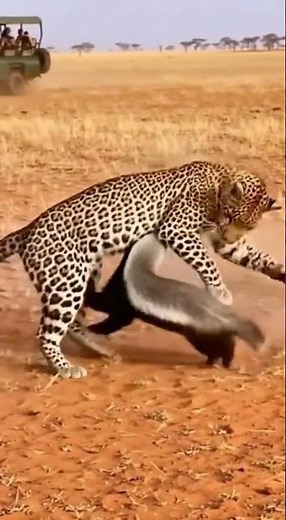Honey Badger vs Leopard — Who Backs Down First?