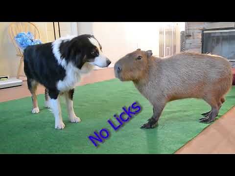 Capybara Compilation