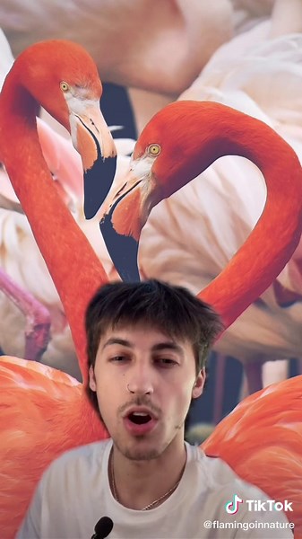 Amazing Facts About Flamingos You Didn't Know!