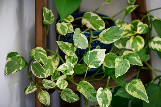 17 Air-Purifying Plants That Can Help Eliminate Toxins Indoors All Year