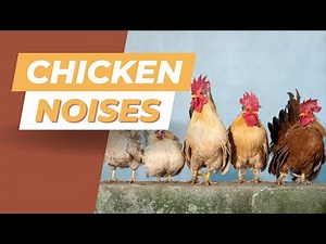 Authentic Hen Clucking | Chicken Sound Effect