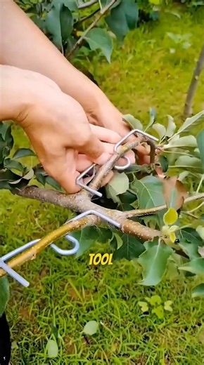 Branch Puller Clip for Healthier Trees 🌿🍎