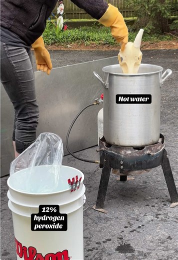 Skull Cleaning Techniques: A Step-by-Step Guide