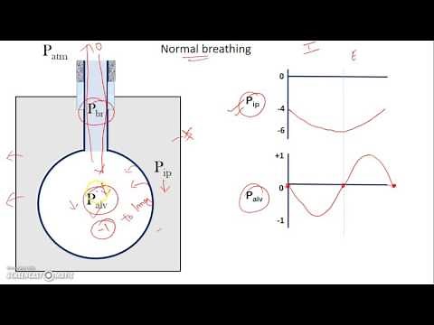 Equal pressure point lungs
