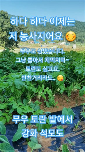 하다 하다 이제는 저 농사지어요! 무우 토란 밭에서.. 강화 석모도