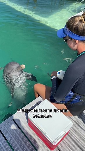 Asking marine mammal specialist what their favorite behaviors are part two! #dolphin #dolphinconnection #dolphinencounter #dolphinexperience #dolphindiscovery #marinemammaltrainer #dolphintrainer #fyp #floridakeys #marinemammal #fypシ #foryou #foryoupage #viral #trending #education #lifeofadolphintrainer #trainer #training #animaltraining #conservation