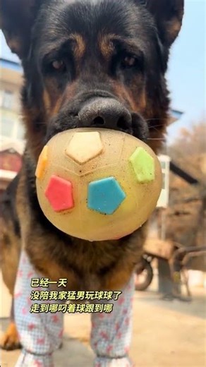 Junior's Best Buddy: Unleashing Joy with Paws