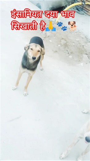 इंसानियत Hume दया🥰 or भाव सिखाती है # shorts🐕 #motivtion#positivevibe#dogsvideo#cute#Humanity first