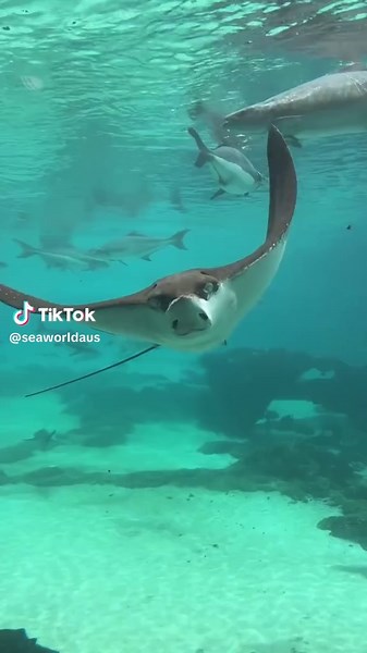 Experience Sharks Up Close in Gold Coast's Shark Bay