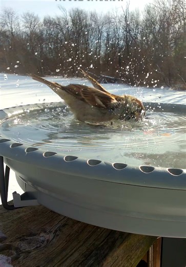 Birds Enjoying a Heated Bath in Extreme Cold Weather