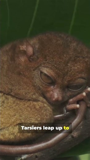 Tarsiers: The Night Hunters with Giant Eyes! #Tarsier #TarsierFacts #AmazingAnimals #WildlifeSecrets