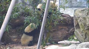 Have you ever seen the famous Chinese action film 'Crouching Tiger, Hidden Dragon'? Now, two kung fu pandas wanna replay it. Hope you will enjoy the show! #HiPanda #CCRCGP | iPanda