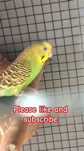 cute parrot 🐦 #birds #cage #viral #parrot #india