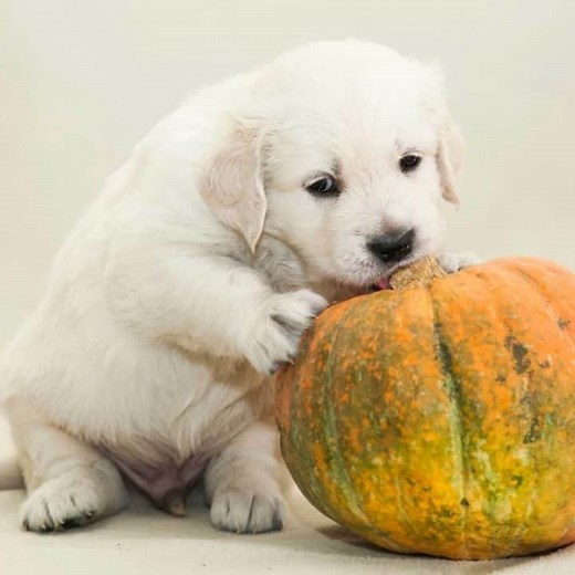 What Vegetables Can Golden Retrievers Eat? Safe & Healthy Options