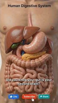 Amazing Human Digestive System 3D Animation || #biology #shorts
