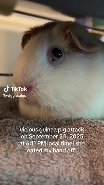 Vicious Guinea Pig Incident: September 2025 Attack