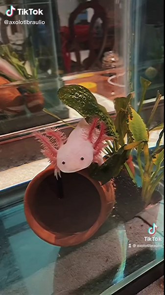 Disfraces Divertidos de Ajolote Para Todos