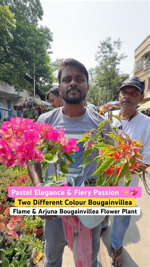 Arjuna vs Flame! 🔥 2 Mind-Blowing Bougainvilleas at Sri Krishna Nursery!