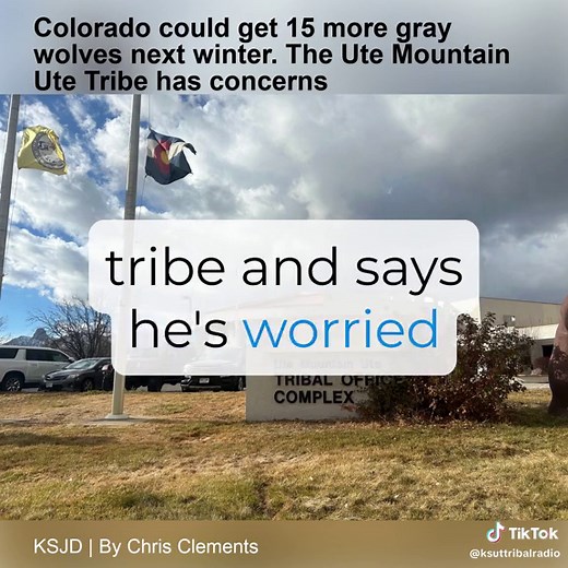 Reintroducción de lobos en Colorado y preocupaciones tribales