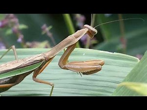 Japanese Giant Mantis vs. Carpenter Bee around Isodon Flowers