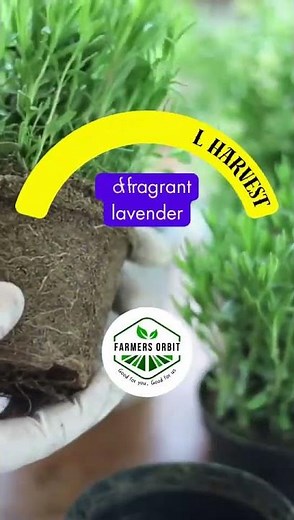 How to Grow Lavender from Seed | Expert Tips Revealed! | Farmers Orbits #garden #lavender