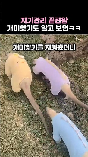 자기관리 끝판왕 개미핥기가 제일 좋아하는 건ㅋㅋ #귀여운동물 #개미핥기