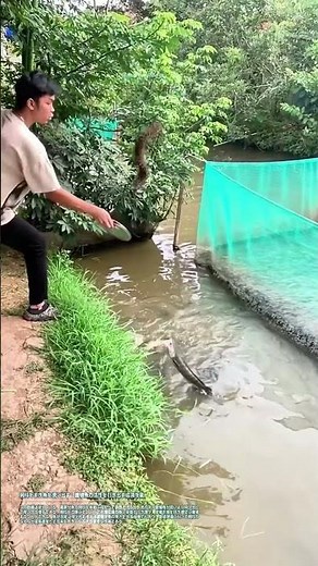 飼料をまき魚を誘い出す：養殖魚の活性を引き出す給餌作業