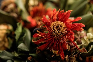 手作りポプリに挑戦！ドライフラワーを使った基本の作り方 | 花と笑顔を暮らしのそばに − はなのわ