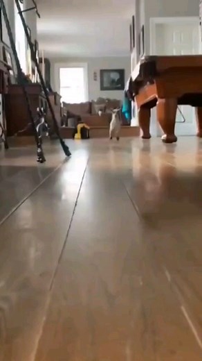 ▶️Weeememes◀️ on Instagram: "Follow for more weee😂👍 #wee#weee#viral#instagram#funny#memes#animals"