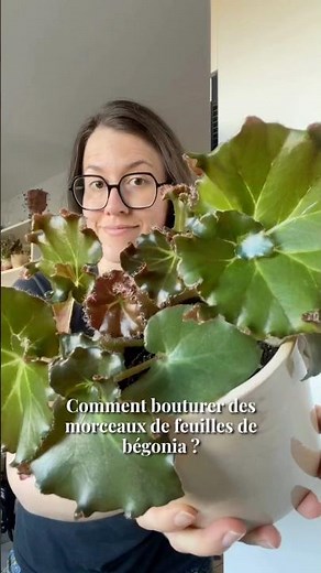 How to propagate begonia leaf cuttings? 🌿✂️