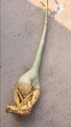 report and pruning adenium plant