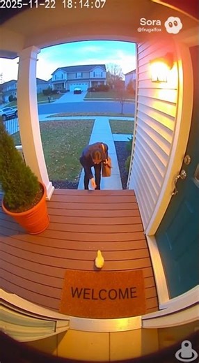 Explosion chicken #funnyanimals