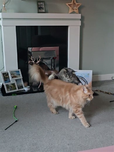 Making Friends with Playful Maine Coon Cats