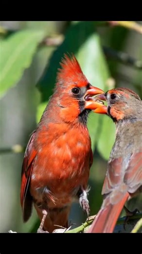 "The sweet love of a cardinal couple amidst the green nature. Seeing this scene of love fills the heart."❤️🌹 | Cardinal Lovers Usa