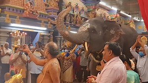 5K views · 660 reactions | The Temple elephant at Arulmigu Manakula...