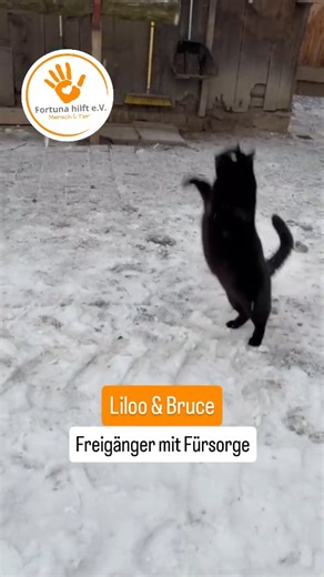 @fortuna.hilft.tieren on Instagram: "Dianas gerettete Stallkatzen Liloo und Bruce genießen den Schnee mit voller Begeisterung – ihr dichtes Winterfell schützt sie wunderbar vor der Kälte. 🐱💨 Doch auch wenn Mutter Natur sie gut ausgestattet hat, brauchen Freigängerkatzen in der kalten Jahreszeit besondere Fürsorge: ein sicherer Platz zum Aufwärmen, ausreichend Futter und Zugang zu frischem Wasser sind lebenswichtig. 🧡 Diese beiden Fellnasen haben Glück – sie dürfen sich nach ihren Schneespielr