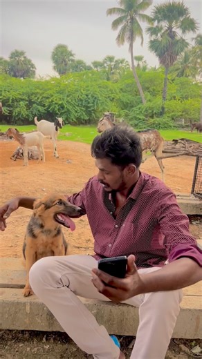 27K views · 101 reactions | Thara  #reel #virałreels #trendingsongs #love #loveislove #jack #thara #jackbaby #entertainment #dogslife #support #commend | Jack Tuty | Facebook