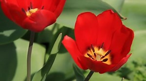 Brilliant Red Tulip Yellow Center Dark Stock Footage Video (100% Royalty-free) 1160959 | Shutterstock