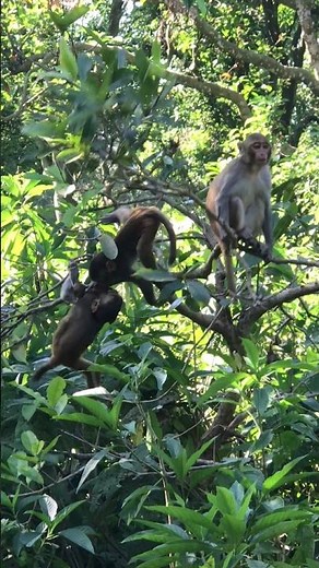 Playful Rhesus Macaques climb, swing, and entertain in the lush green jungle. #TheDoseOfMonkey