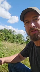 84K views · 4.3K reactions | Poison Hemlock and it's look alikes Queen Anne's Lace and Yarrow #foryou #foryoupage #poison #outdoors #foraging #survival #selfreliance | Avid Outdoorsman | Facebook