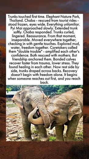 When Elephant Found Her Mirror