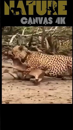 Cheetah vs Buffalo The SURPRISING Winner
