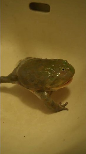 🐸Frog’s Rage Moments😡😡😡 #frog