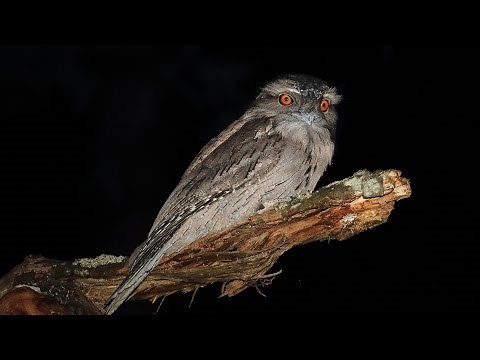 Wildlife Photography tips : At Night