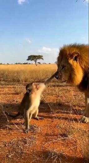 Monkey SLAPPED a LION… Then Climbed a Tree & Made FUN of Him 😂🦁 (Lion’s Reaction is PRICELESS!)