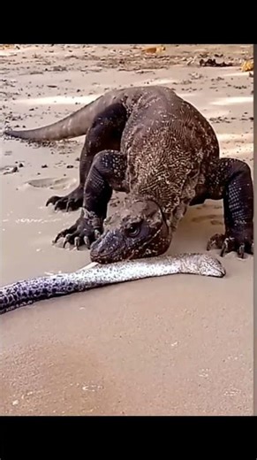 komodo dragon tastes electric eel