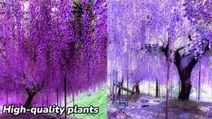 Purple Wisteria Live Plant, Climbing Vine Flower, 6-12 Inch Tall, in Pot